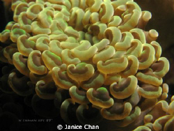coral texture close up shot by Janice Chan 